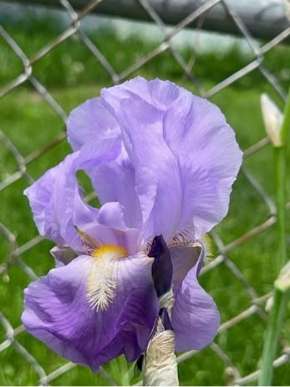 20 purple iris rhizomes (medium and small sizes) for $20. See Pics.